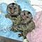 Pygmy-marmoset-monkeys-for-adoption