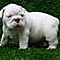 Adorable-english-bulldog-puppies