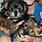 6-yorkie-puppies-for-free-to-good-home