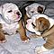 Sweets-akc-reg-male-and-female-english-bulldog-puppies-for-free-adoption