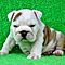 English-bulldog-puppies-available-email-jglgog-yahoo-com