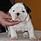 Quality-english-bulldog-puppies-available-email-jglgog-yahoo-com