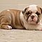 English-bulldog-puppies-available-email-jglgog-yahoo-com