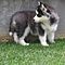Amazing-and-beautiful-siberian-husky-puppies-for-adoption