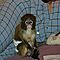 Nice-capuchin-monkeys-for-adoption