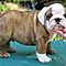 Cute-english-bulldog-puppies-for-adoption